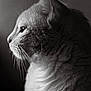 cat, profile, black_and_white, animal, whiskers, fur, pet, portrait, close_up, side_view, soft_lighting, texture, domestic_cat, feline, mammal, indoor, serene, detailed, focused, calm