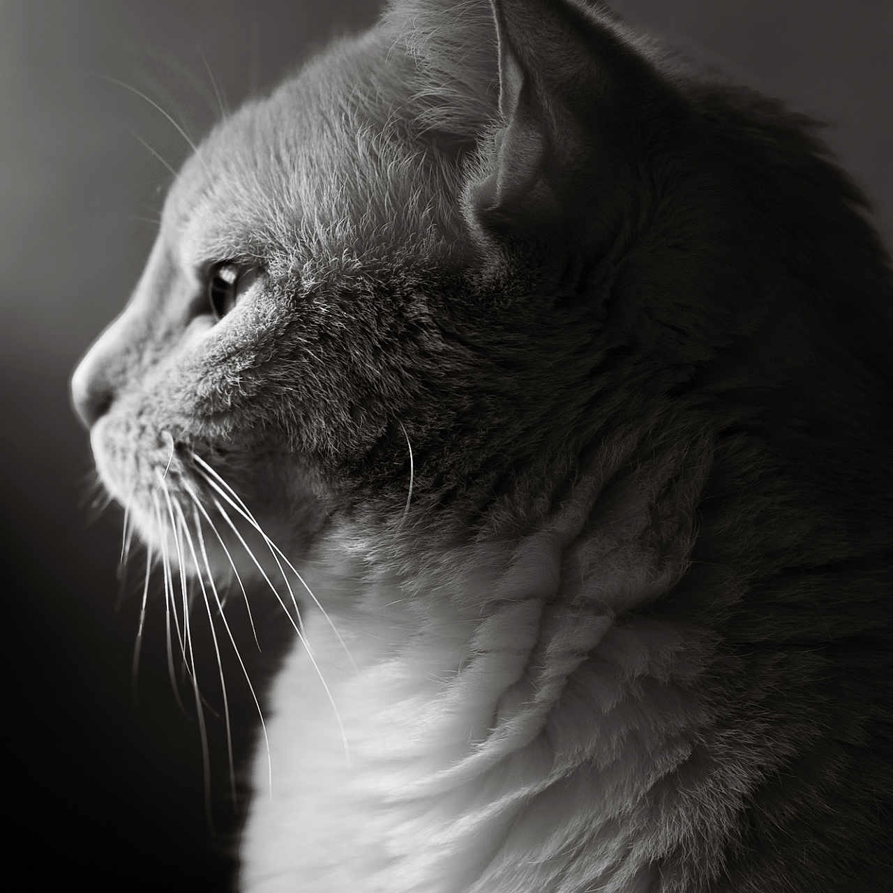 Zorra participe au concours pour gagner de l'argent avec cette photo : animal, black_and_white, calm, cat, close_up, detailed, domestic_cat, feline, focused, fur, indoor, mammal, pet, portrait, profile, serene, side_view, soft_lighting, texture, whiskers
