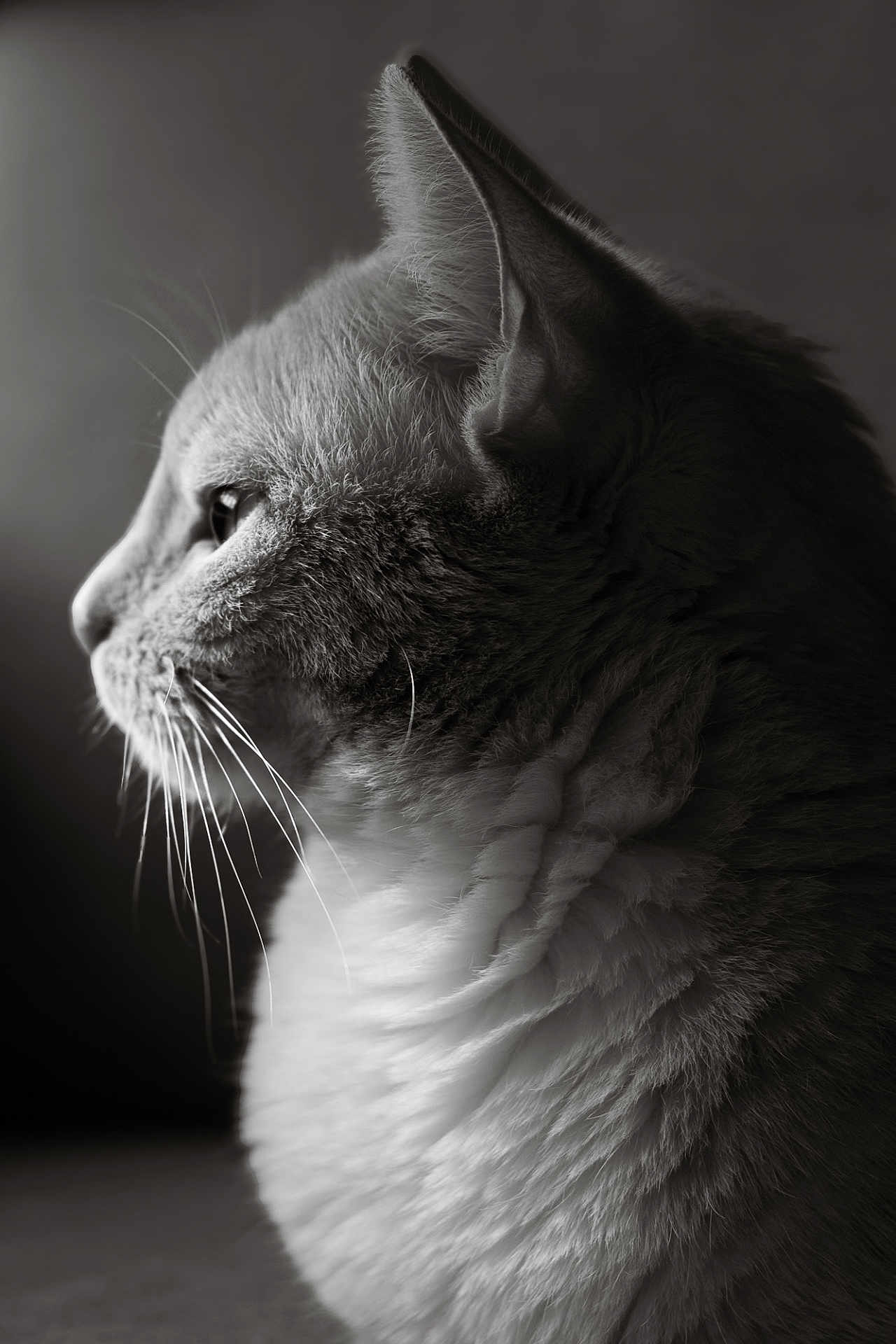Zorra participe au concours pour gagner de l'argent avec cette photo : cat, profile, black_and_white, animal, whiskers, fur, pet, portrait, close_up, side_view, soft_lighting, texture, domestic_cat, feline, mammal, indoor, serene, detailed, focused, calm