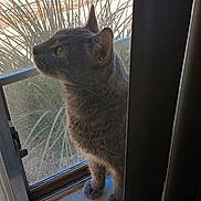 Emma joined the competition — help win amazing prizes! cat, gray_cat, windowsill, window, outdoor, plant, railing, curious, pet, feline, animal, sunlight, side_view, indoor, houseplant, domestic_cat, whiskers, ears, tail, quiet
