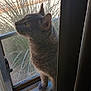 cat, gray_cat, windowsill, window, outdoor, plant, railing, curious, pet, feline, animal, sunlight, side_view, indoor, houseplant, domestic_cat, whiskers, ears, tail, quiet