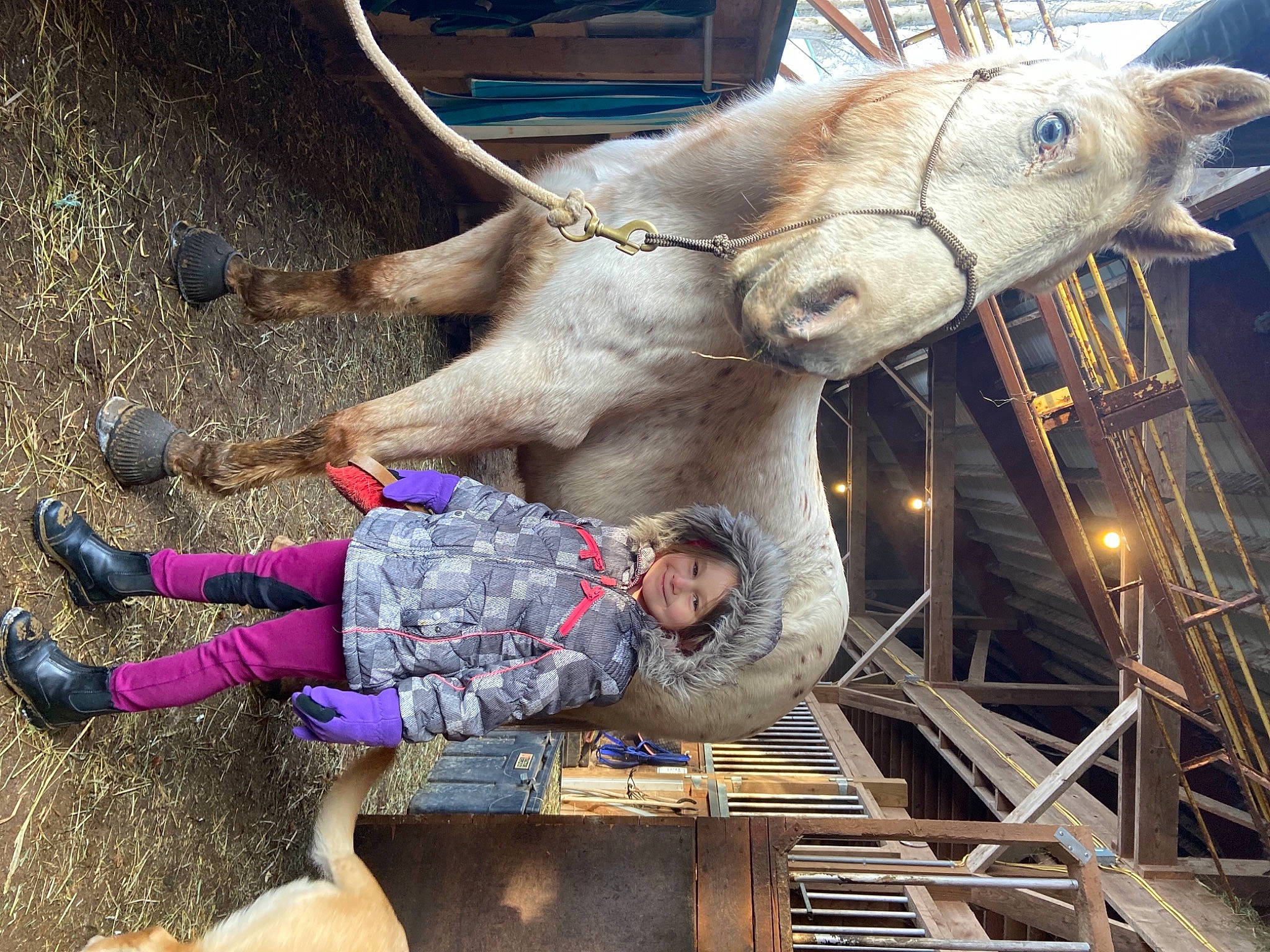 Natalie joined the competition — help win amazing prizes! bovine, bull, elephants_and_mammoths, fawn, fun, fur, headwear, horn, indian_elephant, joy, leisure, livestock, person, photograph, photography, reindeer, snapshot, snout, toddler, vertebrate