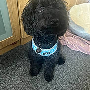 Betty joined the competition — help win amazing prizes! dog, black_dog, curly_fur, pet, indoor, carpet, blue_harness, wooden_cabinet, pet_bed, blanket, floor, canine, fur, looking_up, cute, domestic_animal, companion, animal, sitting, curious