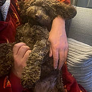 Rollo is registered to the contest to win money with this photo: dog, curly_fur, pet, couch, blanket, person, hand, indoor, relaxing, snuggling, cozy, brown_fur, soft_texture, casual_clothing, home, comfort, resting, close_up, warm_colors, human_animal_interaction