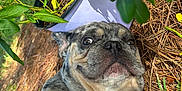 Clone joined the competition — help win amazing prizes! animal, bulldog, canine, dog, flower, frenchbulldog, geranium, herbal, herbs, jar, leaf, pet, pitbull, plant, planter, pottedplant, pottery, puppy, soil, vase