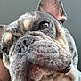 Clone joined the competition — help win amazing prizes! animal, boxer, bulldog, canine, dog, frenchbulldog, pet, pitbull, puppy, snout