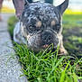 Clone joined the competition — help win amazing prizes! animal, bostonbull, boxer, bulldog, canine, dog, field, frenchbulldog, grass, grassland, lawn, nature, outdoors, pet, pitbull, plant, puppy, snout