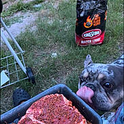 Clone is registered to the contest to win money with this photo: animal, backyard, bbq, bulldog, canine, car, cooking, dog, food, frenchbulldog, grass, grilling, machine, meat, pet, plant, pottedplant, transportation, vehicle, wheel