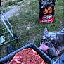 animal, backyard, bbq, bulldog, canine, car, cooking, dog, food, frenchbulldog, grass, grilling, machine, meat, pet, plant, pottedplant, transportation, vehicle, wheel