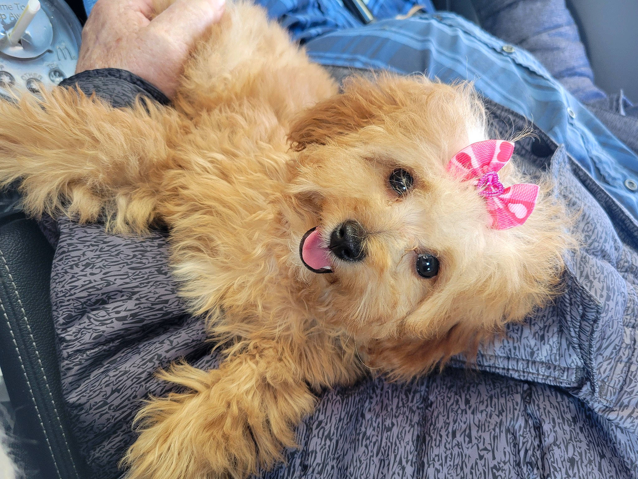 Rosie joined the competition — help win amazing prizes! canidae, carnivore, companion_dog, dog, dog_breed, dog_supply, fawn, fur, paw, pet_supply, small_terrier, snout, sporting_group, terrier, toy, toy_dog, yorkipoo