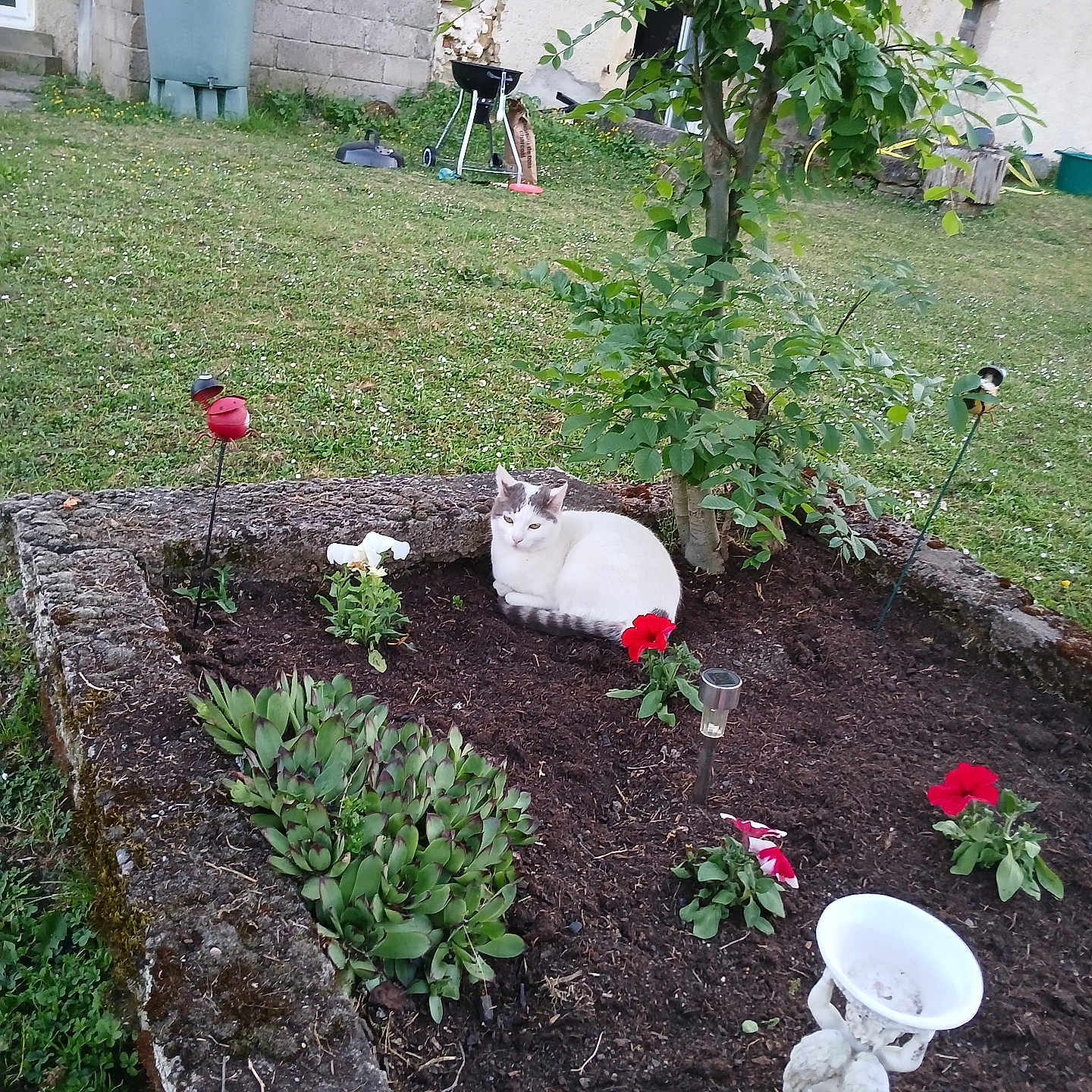 Dayana participe au concours pour gagner de l'argent avec cette photo : animal, cat, decorative, flowerbed, flowers, garden, grass, gray_cat, greenery, nature, outdoor, pet, plant, relaxing, resting, small_tree, soil, tree, white_cat, yard