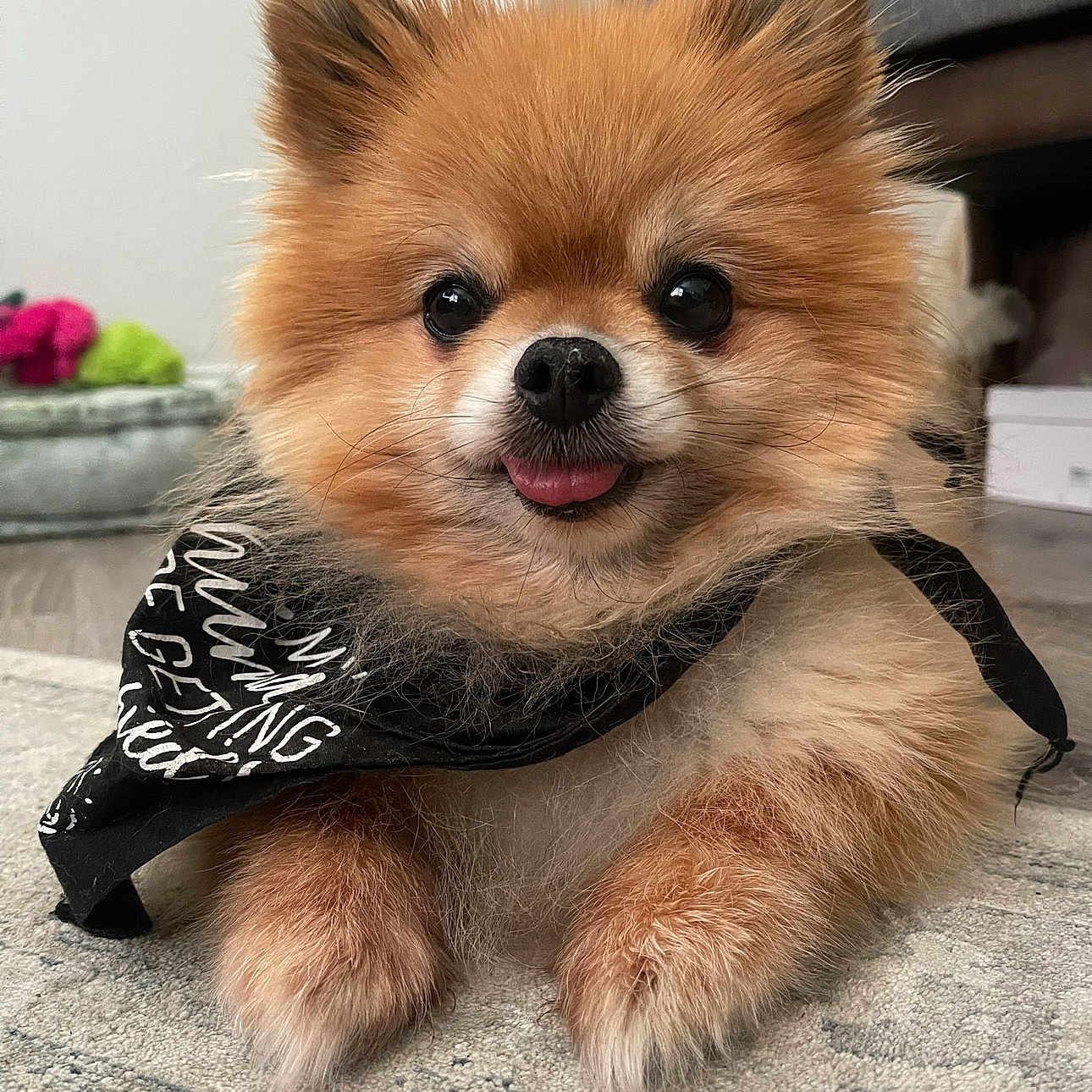 Nugget joined the competition — help win amazing prizes! accessories, animal, bandana, bodypart, canine, cockerspaniel, dog, eskimodog, formalwear, headband, indoors, interiordesign, mouth, papillon, person, pet, puppy, strap, tie, whitedog