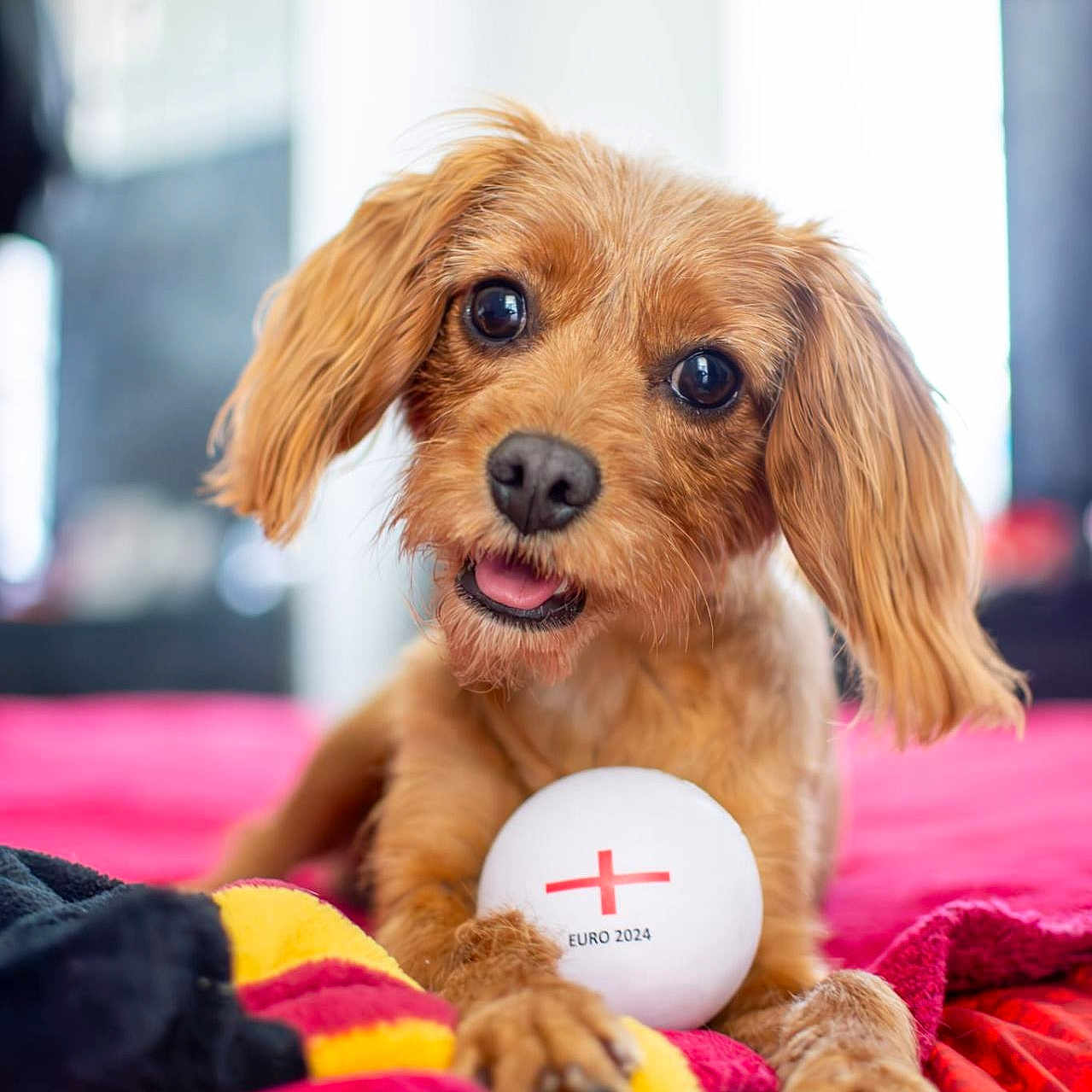 Tilly joined the competition — help win amazing prizes! animal, ball, baseball, baseballball, bed, blanket, canine, cockerspaniel, dog, football, furniture, hound, pet, puppy, soccer, soccerball, sphere, sport, tennis, tennisball