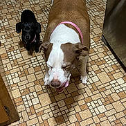 Sadie joined the competition — help win amazing prizes! dog, dogs, pet, animal, floor, tile_floor, brown_dog, black_dog, collar, indoor, kitchen, curious, licking, small_dog, large_dog, pets, domestic_animal, companions, looking_up, floor_pattern
