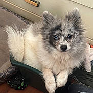 Sugar Bear is registered to the contest to win money with this photo: animal, basket, cozy, cute, dog, domestic, ears, floor, fluffy, fur, heterochromia, household, indoor, pet_bed, portrait, relaxed, resting, shoe, small, tail
