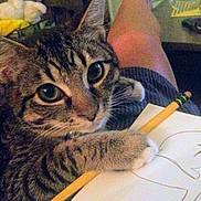 Lynk is registered to the contest to win money with this photo: cat, tabby, paw, pencil, paper, drawing, person, leg, indoor, closeup, curious, pet, animal, feline, whiskers, striped, cute, domestic, resting, cozy