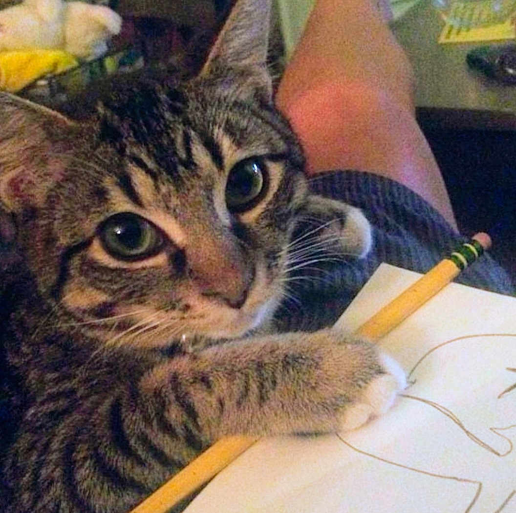 Lynk is registered to the contest to win money with this photo: cat, tabby, paw, pencil, paper, drawing, person, leg, indoor, closeup, curious, pet, animal, feline, whiskers, striped, cute, domestic, resting, cozy