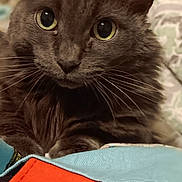 Element joined the competition — help win amazing prizes! cat, gray_cat, close_up, fluffy, whiskers, eyes, resting, fabric, colorful, red, blue, black, indoor, pet, fur, curious, animal, soft, blurred_background, cozy