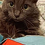 cat, gray_cat, close_up, fluffy, whiskers, eyes, resting, fabric, colorful, red, blue, black, indoor, pet, fur, curious, animal, soft, blurred_background, cozy