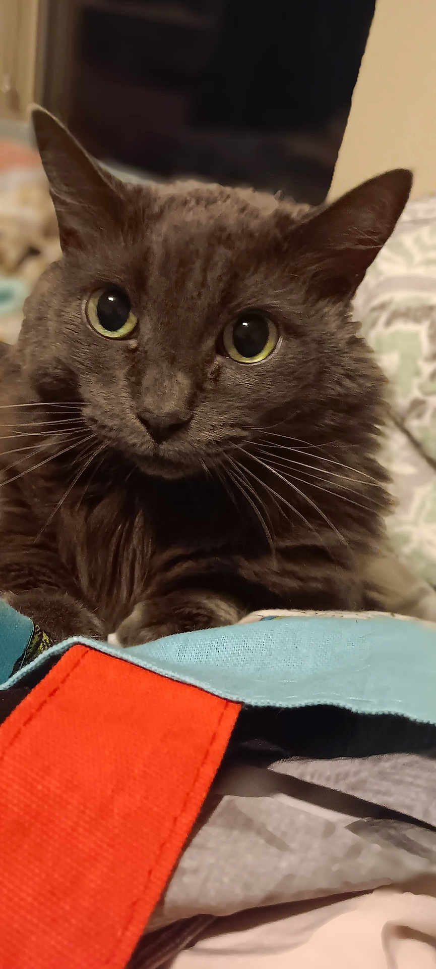 Element joined the competition — help win amazing prizes! cat, gray_cat, close_up, fluffy, whiskers, eyes, resting, fabric, colorful, red, blue, black, indoor, pet, fur, curious, animal, soft, blurred_background, cozy