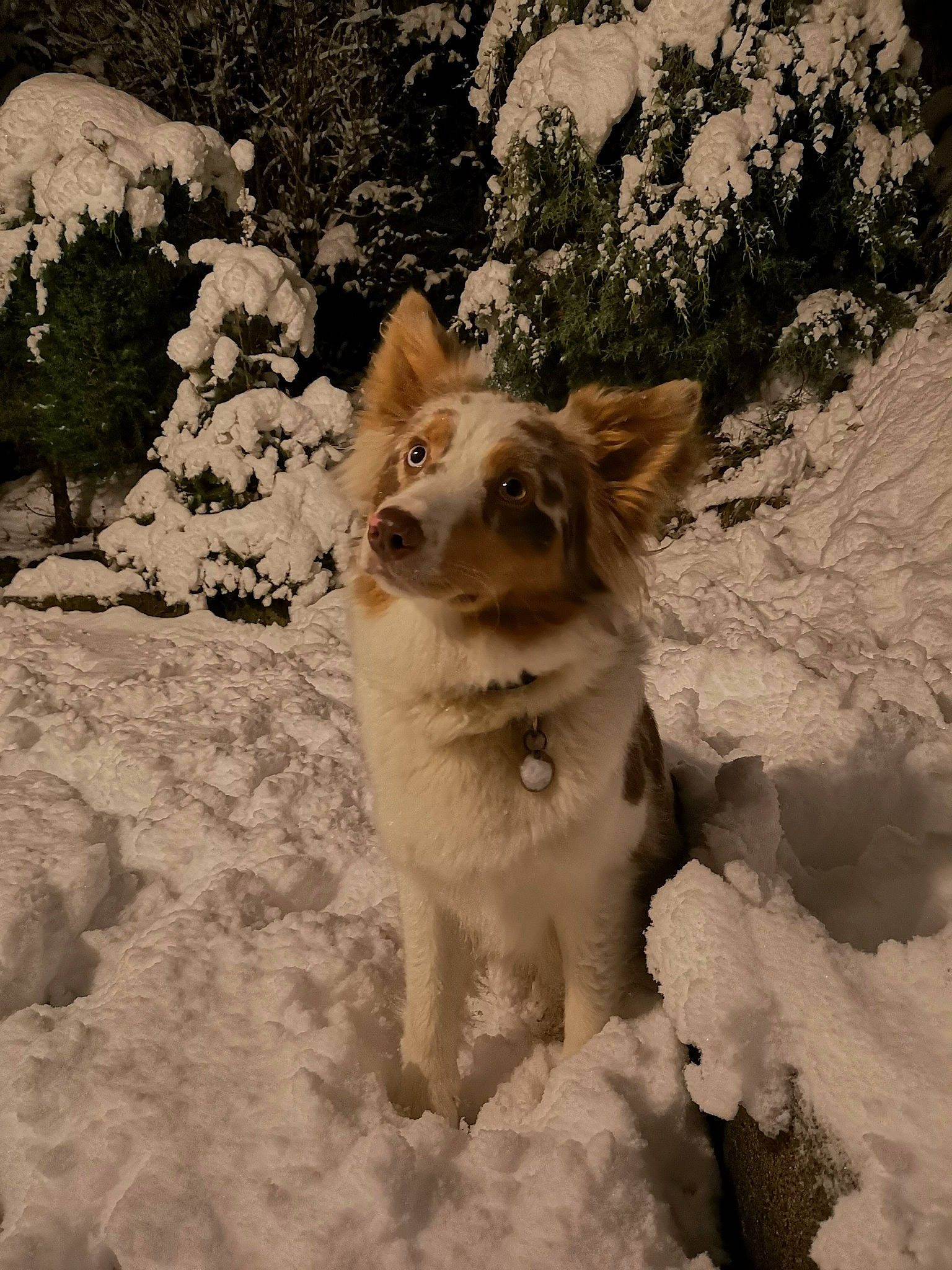 Shamallow participe au concours pour gagner de l'argent avec cette photo : canidae, carnivore, companion_dog, dog, dog_breed, dog_collar, fawn, freezing, fur, landscape, plant, slope, snout, snow, sporting_group, tail, tree, whiskers, winter, working_animal