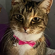 Glenda is registered to the contest to win money with this photo: accessory, alert, animal, bell, bow_tie, cat, close_up, collar, cute, domestic_cat, ears, face, feline, fur, indoor, pet, pink, portrait, tabby, whiskers