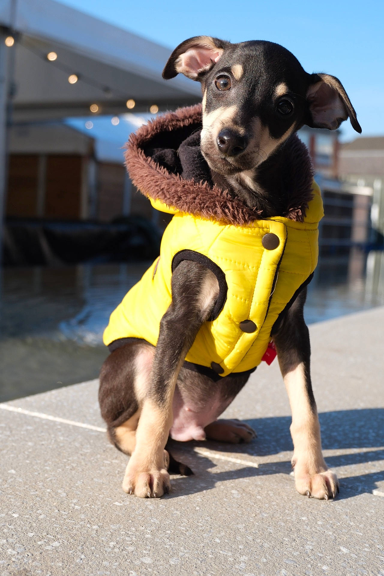 Louis participe au concours pour gagner de l'argent avec cette photo : accessories, animal, canine, chihuahua, clothing, coat, dog, hat, hoodie, hound, husky, knitwear, lifejacket, pet, puppy, shorts, strap, sweater, sweatshirt, vest