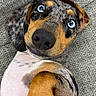 Lucky is registered to the contest to win money with this photo: puppy, dog, pet, animal, portrait, close_up, lying_down, belly_up, raised_paw, wide_eyes, funny, cute, brown_and_black, short_hair, floppy_ears, black_nose, sofa, couch, indoor, texture