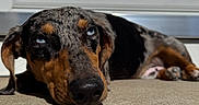 Lucky joined the competition — help win amazing prizes! dog, sleeping, lying_down, black_and_tan, hound, close_up, portrait, nose, eyes, floppy_ears, fur, carpet, indoor, home, cabinet, relaxed, resting, cute, pet, photography