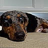 dog, sleeping, lying_down, black_and_tan, hound, close_up, portrait, nose, eyes, floppy_ears, fur, carpet, indoor, home, cabinet, relaxed, resting, cute, pet, photography