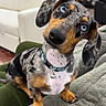 Lucky joined the competition — help win amazing prizes! dog, dachshund, pet, animal, portrait, head_tilt, curious, alert, indoors, living_room, sofa, couch, collar, bell, short_legs, floppy_ears, brown, black, tan, home