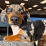 Lucky is registered to the contest to win money with this photo: dog, dachshund, hound, pet, animal, close_up, portrait, blue_eyes, spotted_coat, black_and_tan, floppy_ears, large_nose, curious, relaxed, lying_down, cushion, indoor, sunlight, furniture, funny