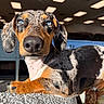 dog, dachshund, hound, pet, animal, close_up, portrait, blue_eyes, spotted_coat, black_and_tan, floppy_ears, large_nose, curious, relaxed, lying_down, cushion, indoor, sunlight, furniture, funny