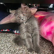 Princess is registered to the contest to win money with this photo: animal, bell_collar, carpet, closeup, cozy, curious, cute, domestic_cat, feline, fluffy, fur, gray_cat, indoor, kitten, pet, pink_blanket, sitting, tie_dye, whiskers, young_cat