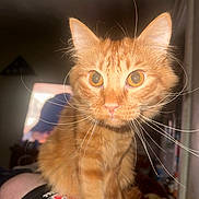 Lion-O is registered to the contest to win money with this photo: cat, orange_tabby, whiskers, closeup, indoor, pet, animal, curious, feline, person_leg, clothing, dark_background, soft_light, wide_eyes, fur, portrait, domestic_cat, sitting, indoor_lighting, focused