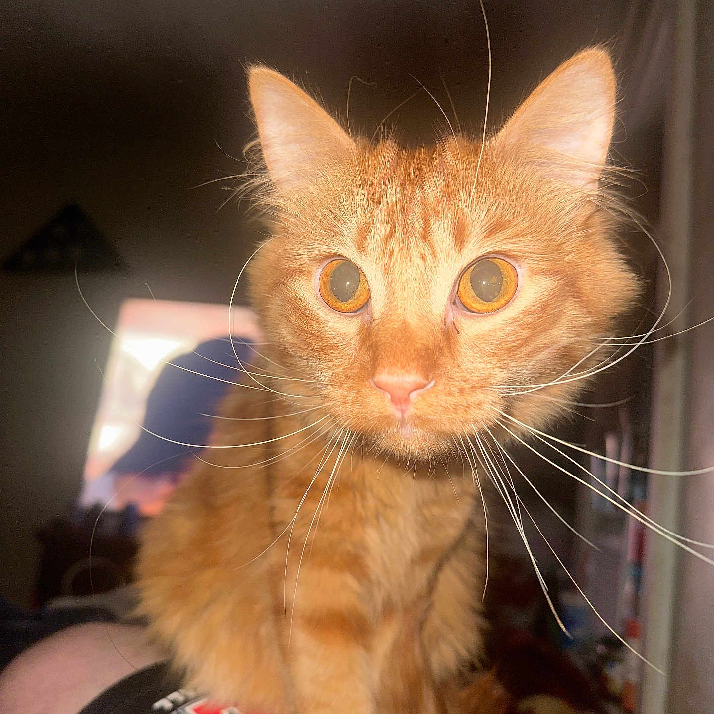 Lion-O is registered to the contest to win money with this photo: animal, cat, closeup, clothing, curious, dark_background, domestic_cat, feline, focused, fur, indoor, indoor_lighting, orange_tabby, person_leg, pet, portrait, sitting, soft_light, whiskers, wide_eyes