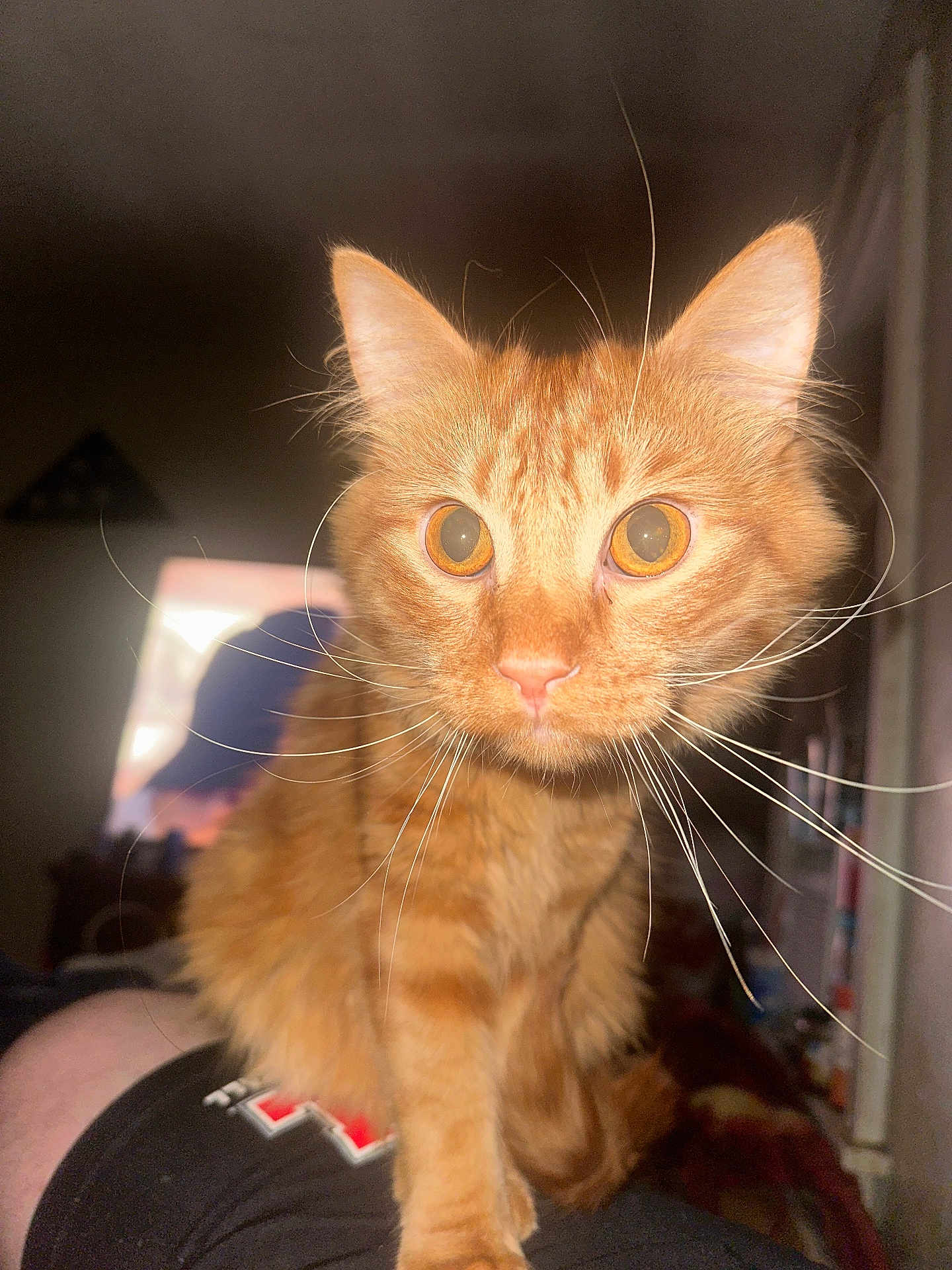 Lion-O is registered to the contest to win money with this photo: cat, orange_tabby, whiskers, closeup, indoor, pet, animal, curious, feline, person_leg, clothing, dark_background, soft_light, wide_eyes, fur, portrait, domestic_cat, sitting, indoor_lighting, focused