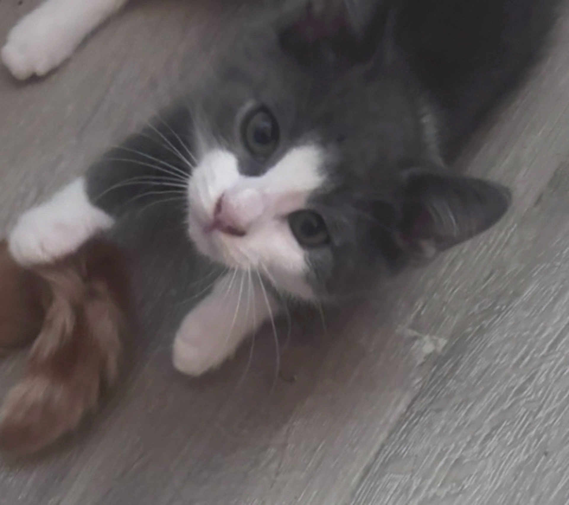 Luna Rivera joined the competition — help win amazing prizes! kitten, cat, gray_cat, white_paws, floor, wooden_floor, pet, animal, whiskers, curious, young_cat, indoor, feline, cute, looking_up, playful, domestic_cat, fur, close_up, paw