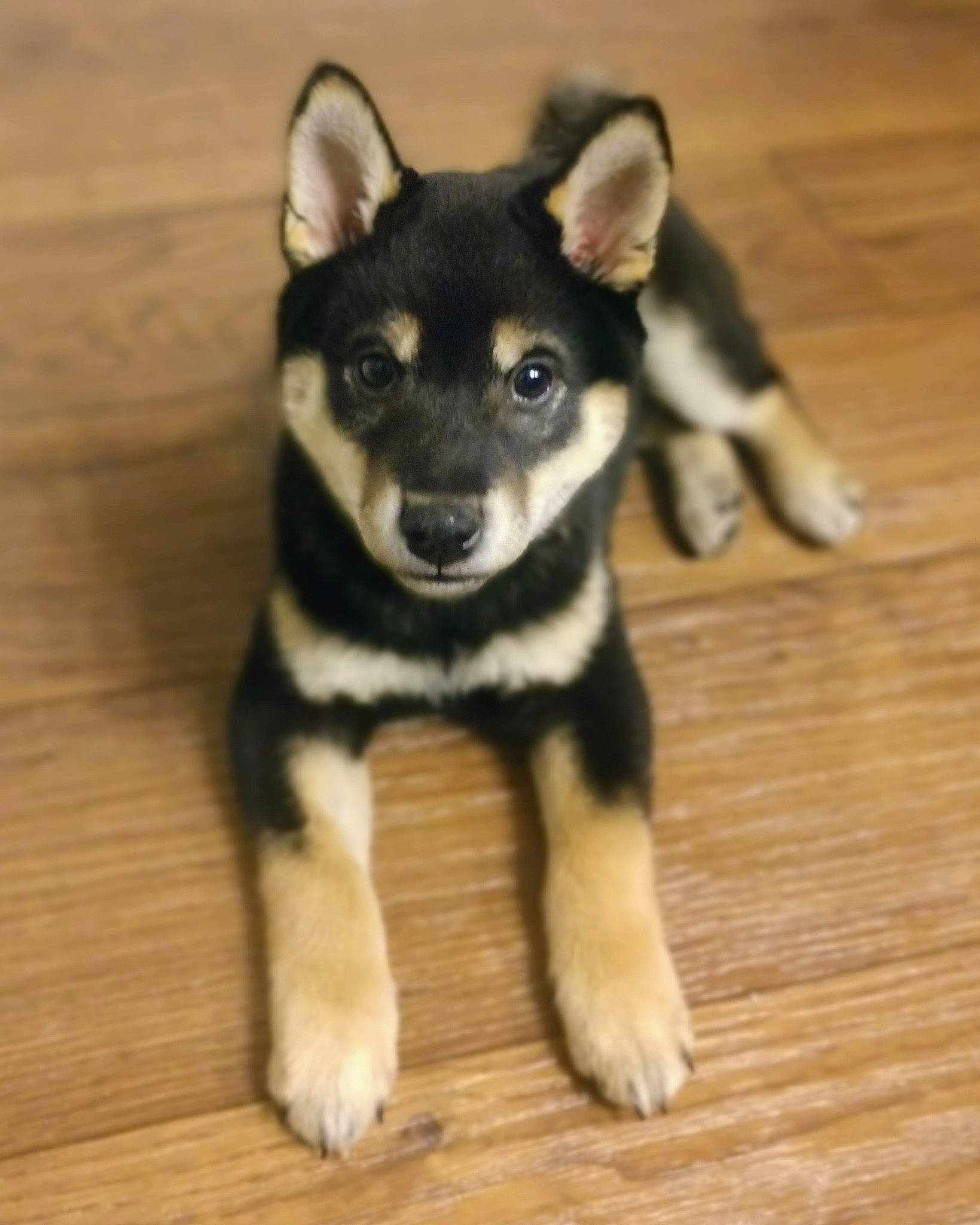 Teddy joined the competition — help win amazing prizes! alaskan_klee_kai, canidae, carnivore, dog, dog_breed, east_siberian_laika, jamthund, labrador_husky, lapponian_herder, mammal, miniature_siberian_husky, puppy, rare_breed_dog, sakhalin_husky, shiba_inu, shikoku, siberian_husky, snout, vertebrate, wolfdog