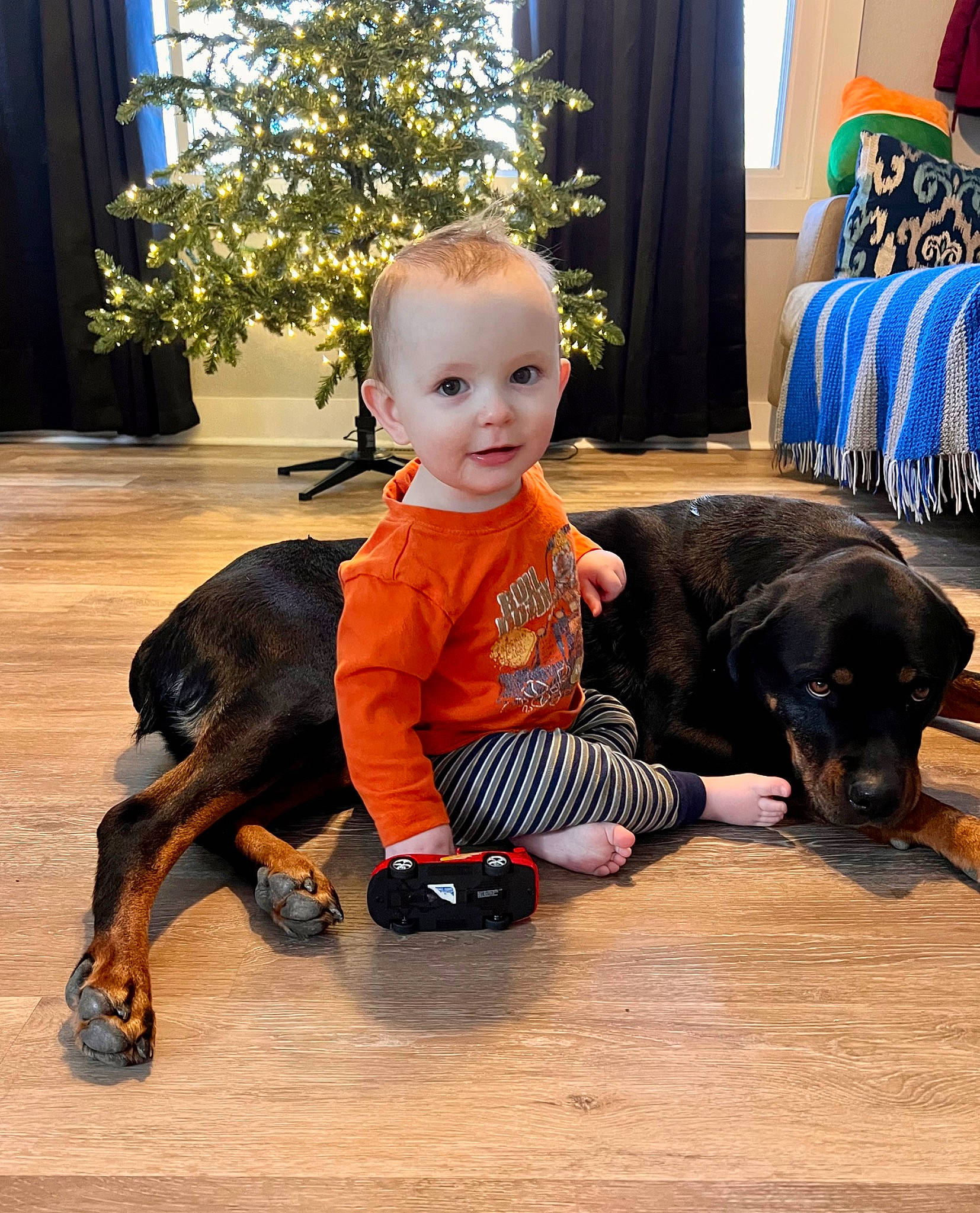 Brooks joined the competition — help win amazing prizes! canidae, carnivore, comfort, companion_dog, curtain, dog, dog_breed, fawn, flooring, fur, happy, houseplant, mammal, person, plant, sitting, smile, sporting_group, toddler, vertebrate