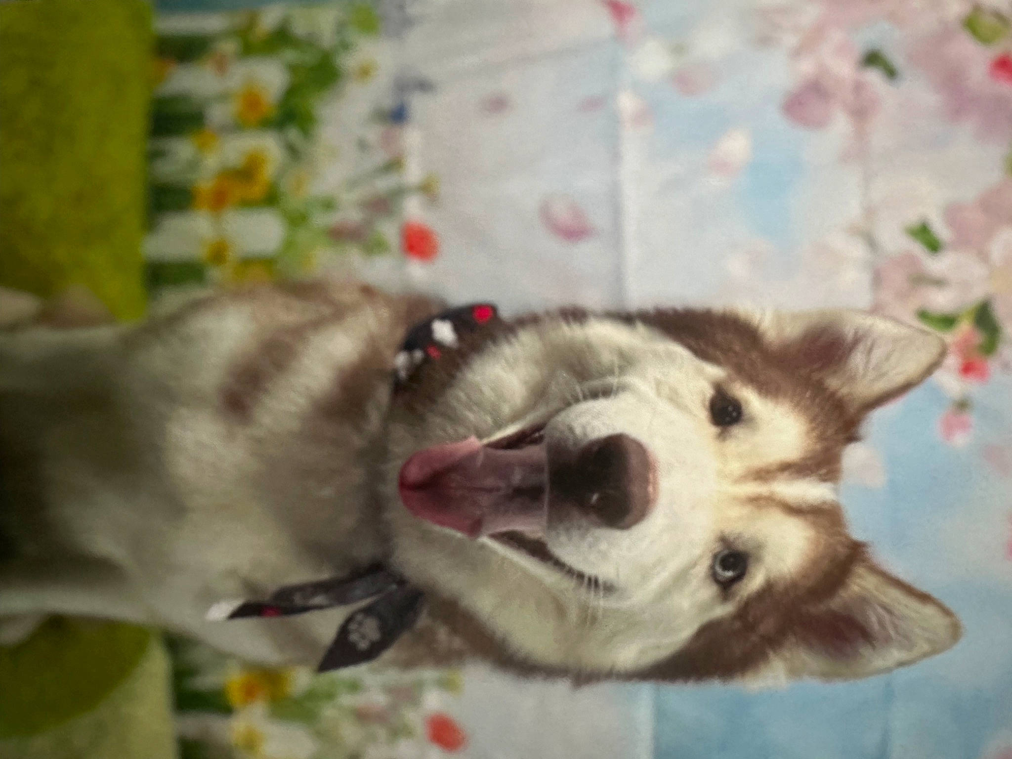 Niklaus joined the competition — help win amazing prizes! canidae, canis, carnivore, collar, companion_dog, dog, dog_breed, fang, fawn, felidae, fur, jaw, paw, sled_dog, small_to_medium_sized_cats, snout, sporting_group, whiskers, wolf, working_animal