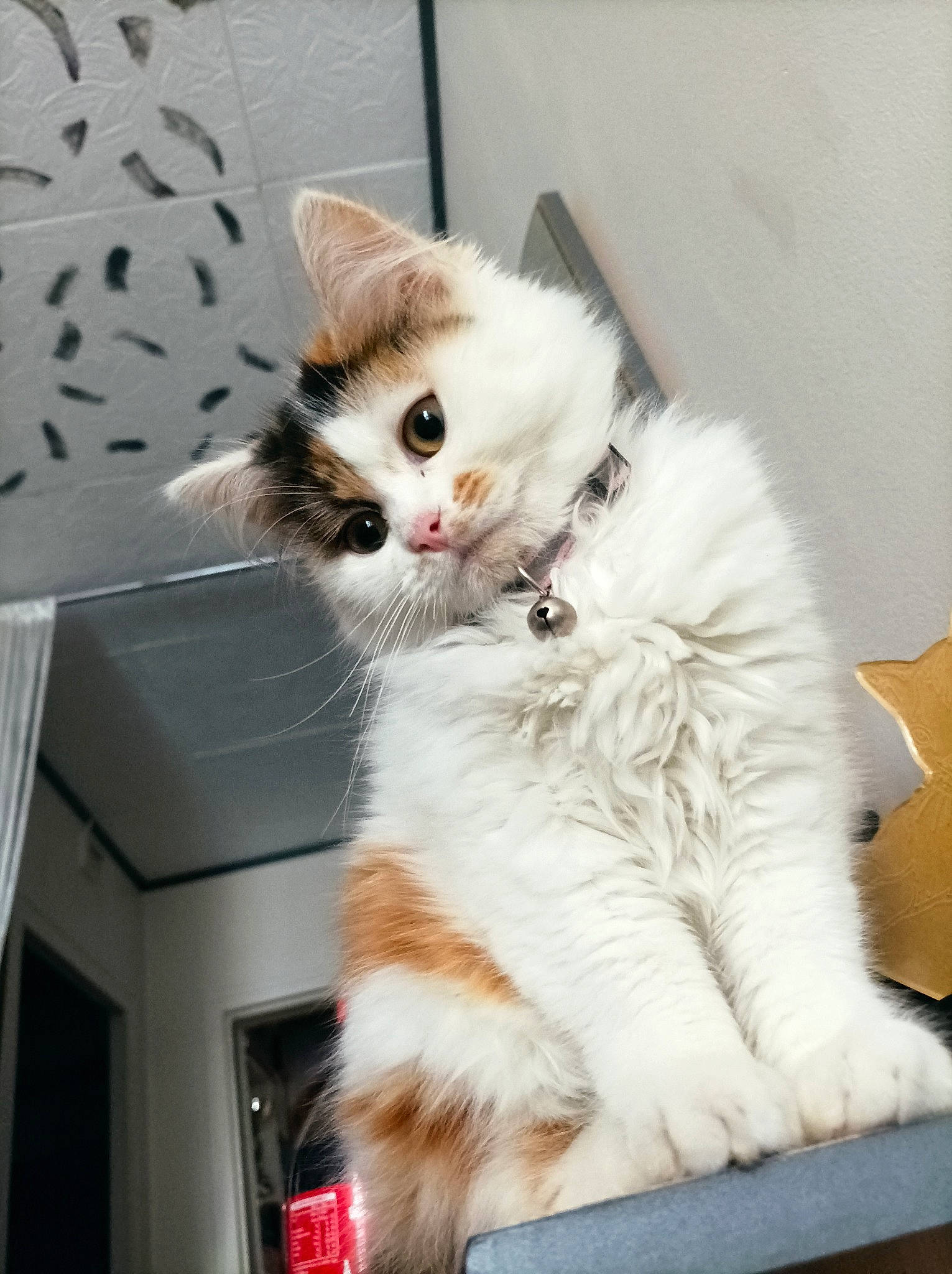 Bella