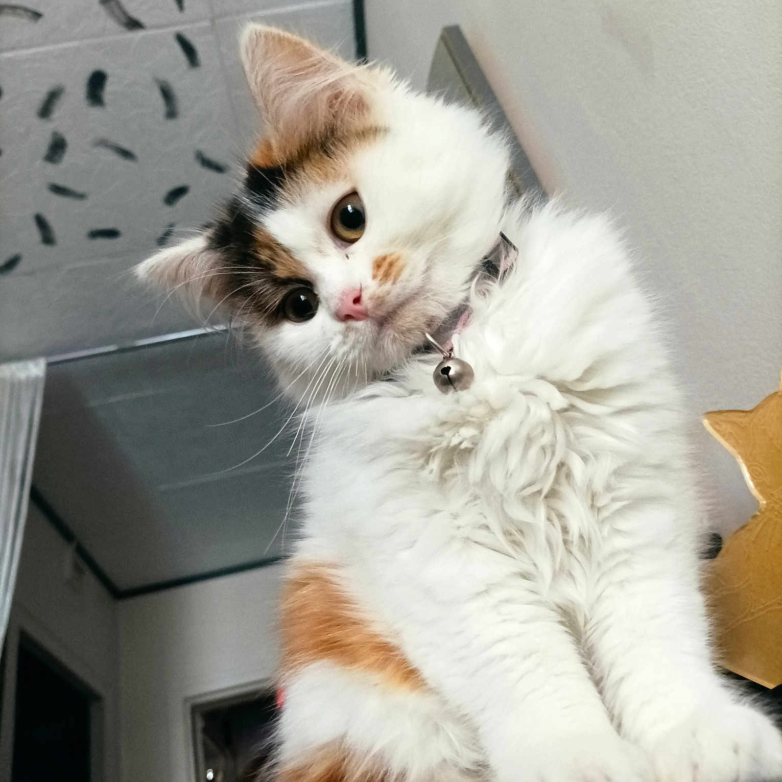 Bella