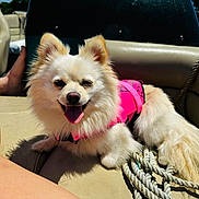 Freya is registered to the contest to win money with this photo: dog, white_dog, life_jacket, boat, rope, sunlight, tongue_out, happy, fur, pet, water, outdoor, summer, relaxing, canine, animal, leisure, companion, daytime, vacation