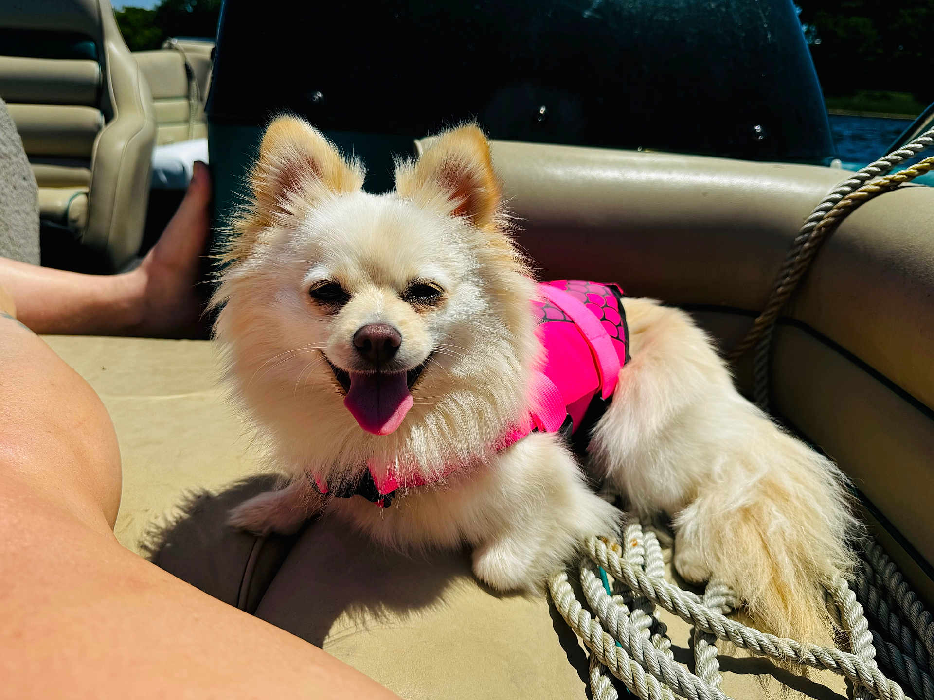 Freya is registered to the contest to win money with this photo: dog, white_dog, life_jacket, boat, rope, sunlight, tongue_out, happy, fur, pet, water, outdoor, summer, relaxing, canine, animal, leisure, companion, daytime, vacation