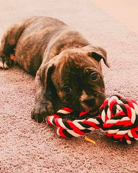 Koba is registered to the contest to win money with this photo: cane_corso, canidae, carnivore, companion_dog, dog, dog_breed, dog_collar, dog_toy, puppy, sporting_group
