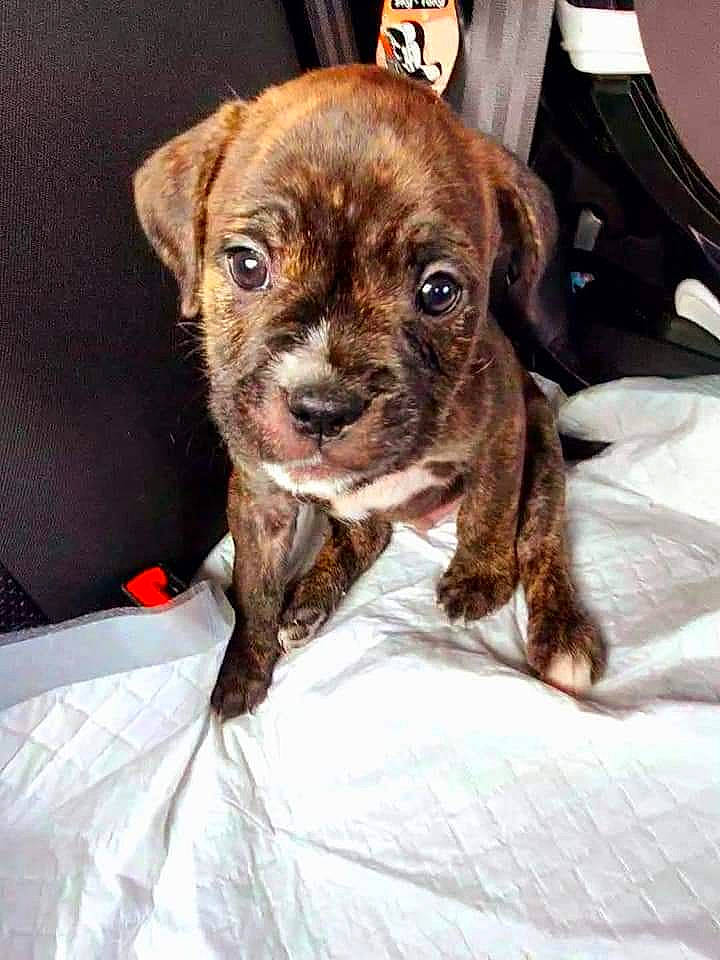 Koba is registered to the contest to win money with this photo: boxer, bulldog, canidae, carnivore, companion_dog, dog, dog_breed, fawn, french_bulldog, mammal, non_sporting_group, puggle, puppy, rare_breed_dog, snout, sporting_group, vertebrate