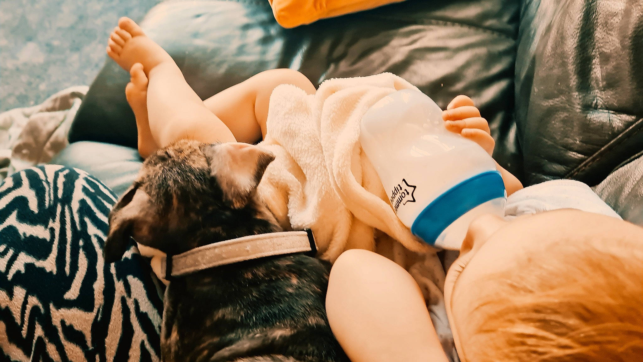 Koba joined the competition — help win amazing prizes! canidae, ear, leg, love, nap, non_sporting_group, sleep, sporting_group