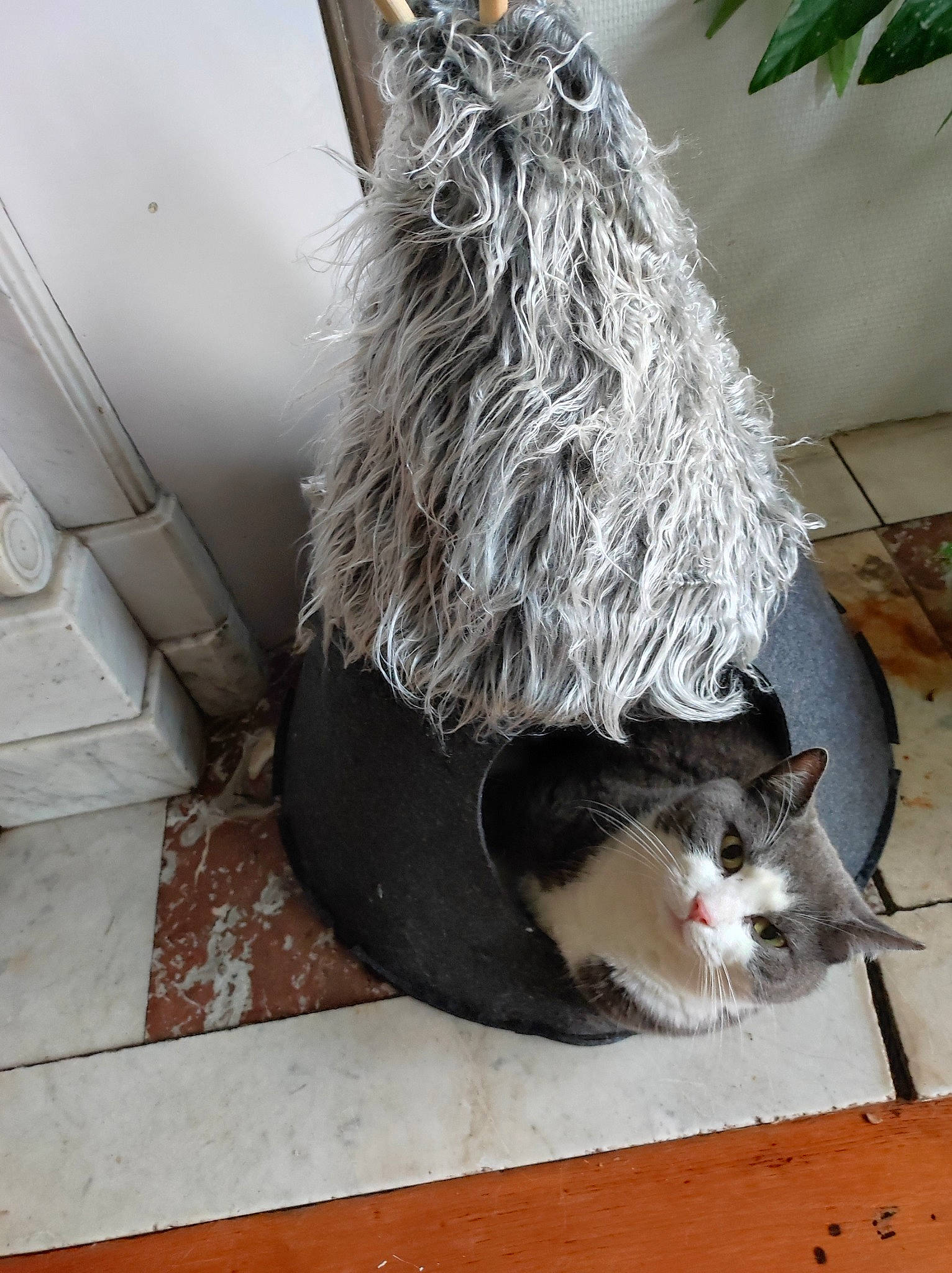 Bilou participe au concours pour gagner de l'argent avec cette photo : carnivore, cat, domestic_short_haired_cat, feather, felidae, flooring, flowerpot, fur, grey, hat, house, plant, small_to_medium_sized_cats, snout, tail, tree, whiskers, window, winter, wood