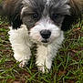 Ryder joined the competition — help win amazing prizes! puppy, dog, grass, outdoor, cute, fluffy, pet, animal, young, curious, nature, fur, white, gray, adorable, small, mammal, friendly, walking, closeup